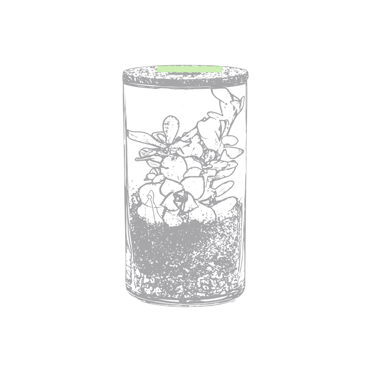 Terrario de cristal con semillas de cactus · Cactus