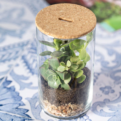 Terrario de cristal con semillas de cactus · Cactus