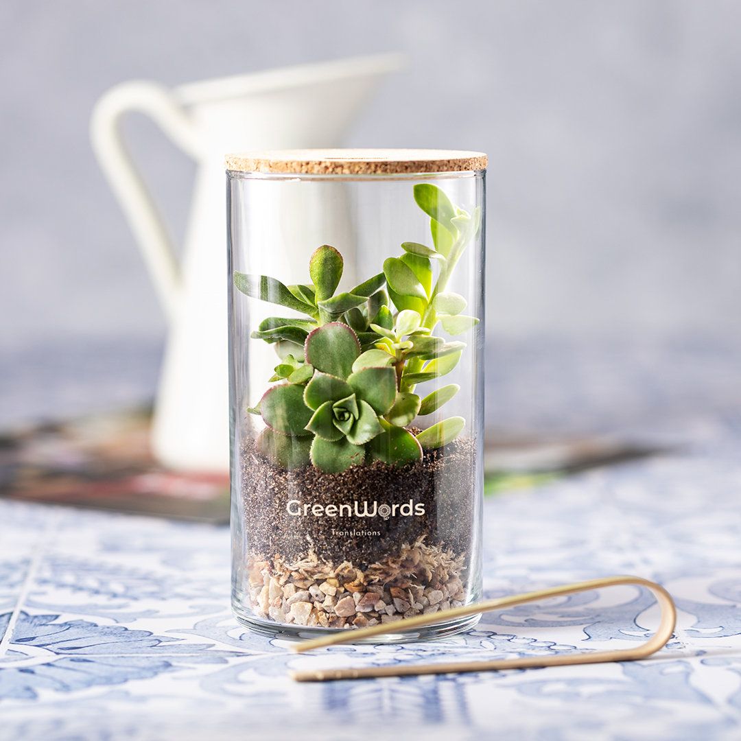 Terrario de cristal con semillas de cactus · Cactus