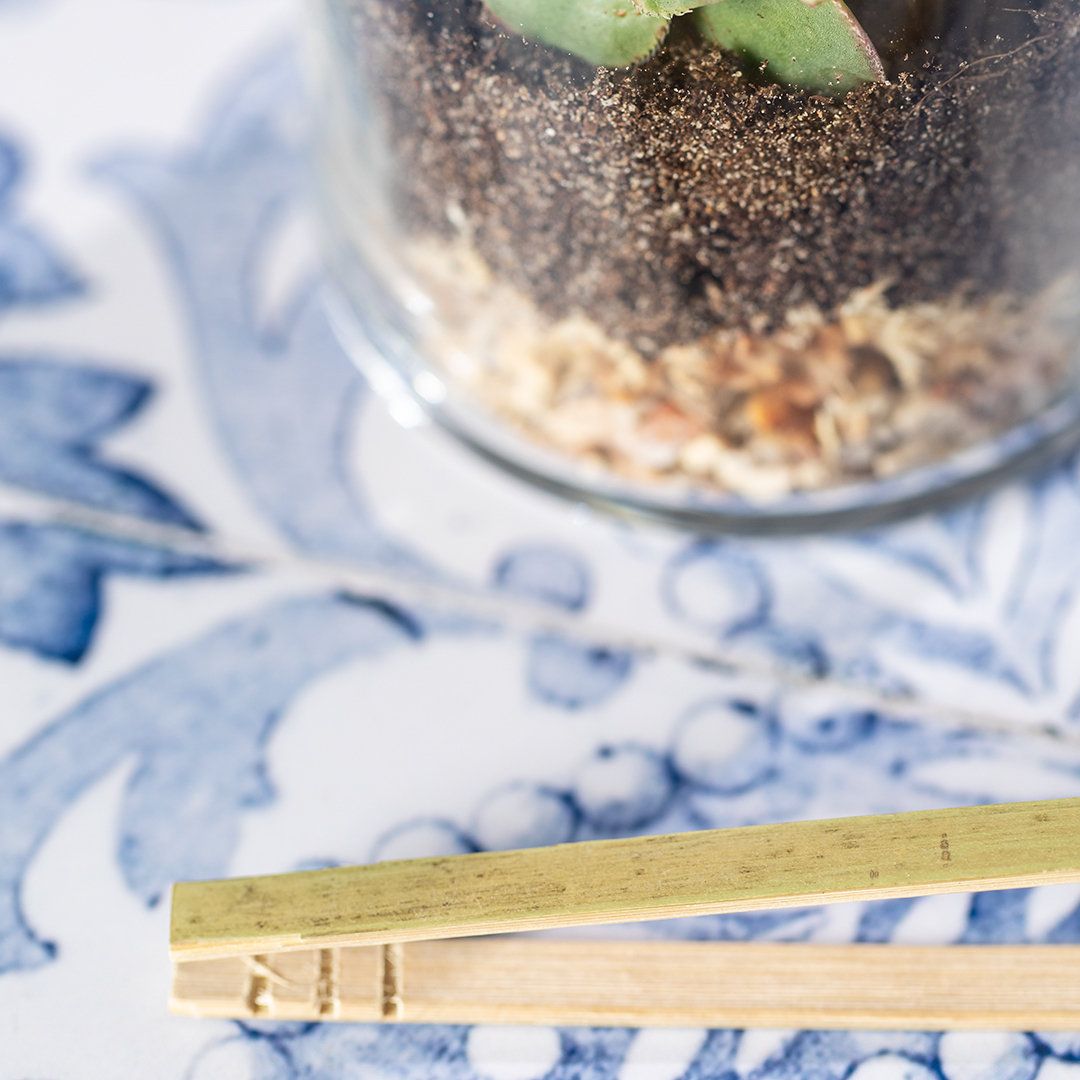 Terrario de cristal con semillas de cactus · Cactus